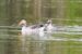 1-Oie rieuse | Anser albifrons | Greater White-fronted Goose